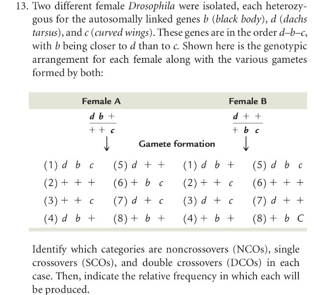 Solved Two Different Female Drosophila Were Isolated, Each | Chegg.com