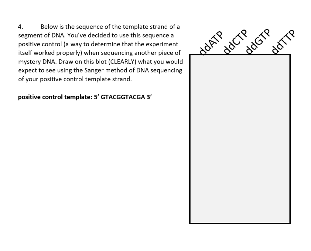 Solved Q1 2 Points The Sequence Of The Template Strand Dna Chegg Com