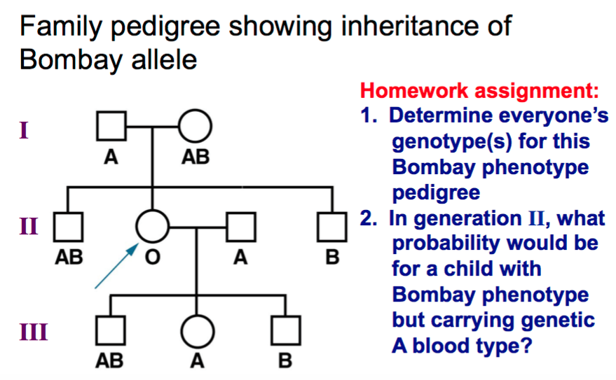 Blood Type Pedigree Chart