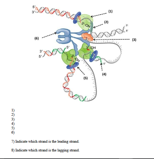 solved-5-5-2-4-5-6-7-indicate-which-strand-is-the-chegg