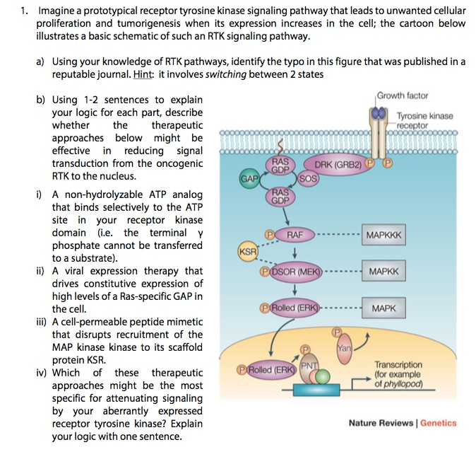 Solved 1. Imagine a prototypical receptor tyrosine kinase