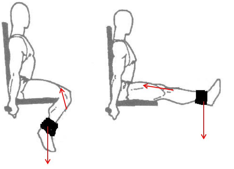 Solved The quadriceps are muscles on the front of the thigh