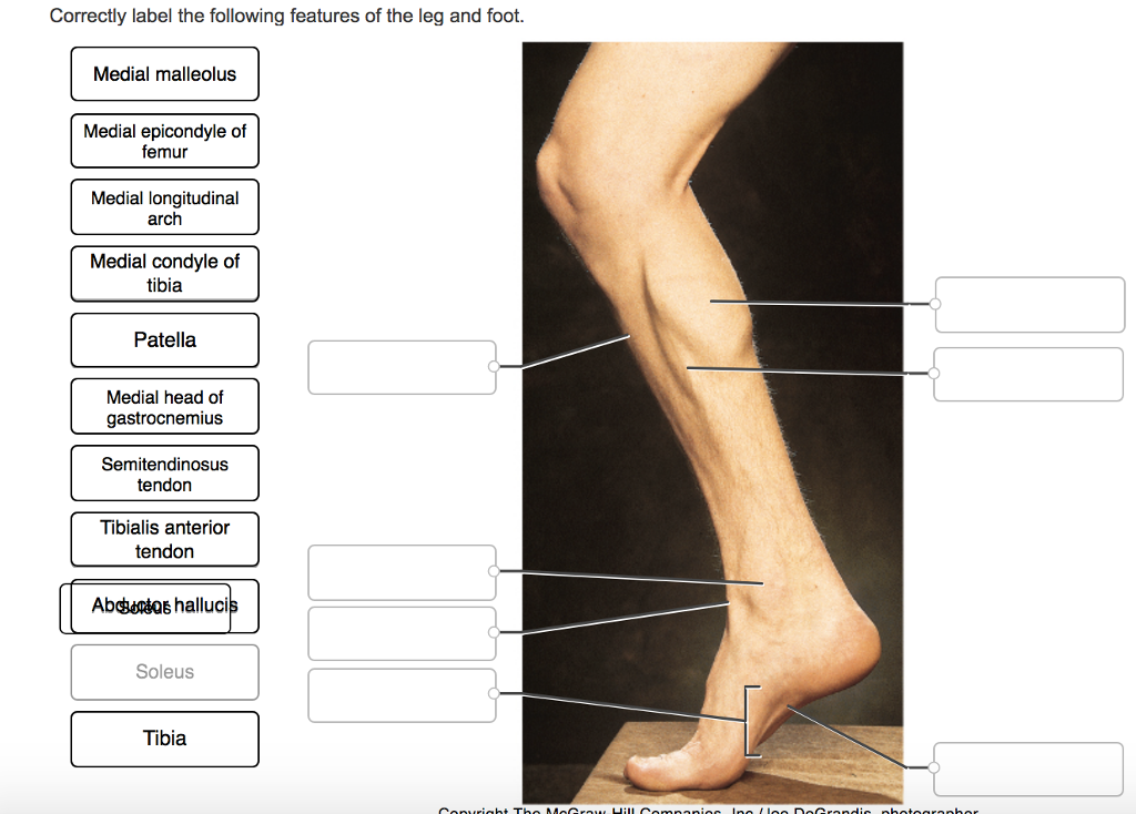 Solved Correctly label the following features of the leg and | Chegg.com