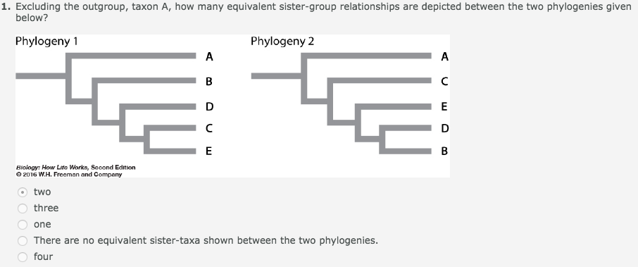 Solved 1. Excluding the outgroup, taxon A, how many | Chegg.com