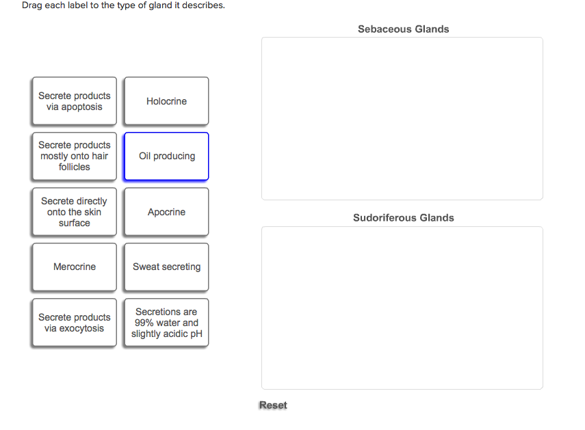 Solved Drag each label to the type of gland it describes.