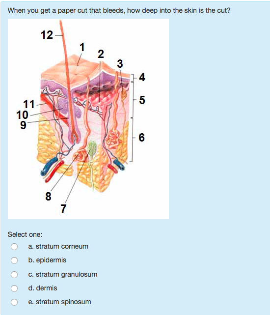 Solved The purpose of this structure is to push mucus along | Chegg.com