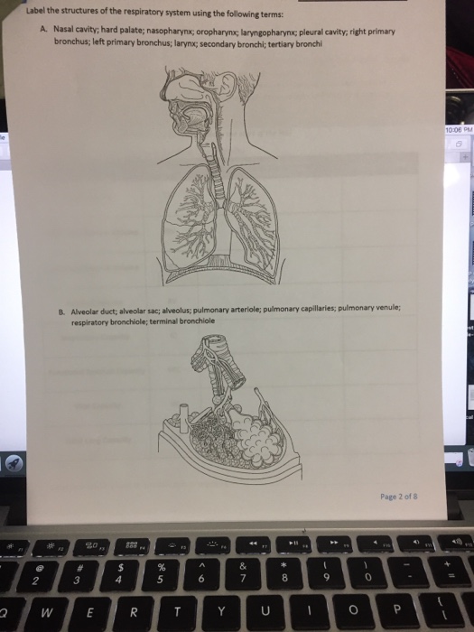 Solved Label the structures of the respiratory system using | Chegg.com
