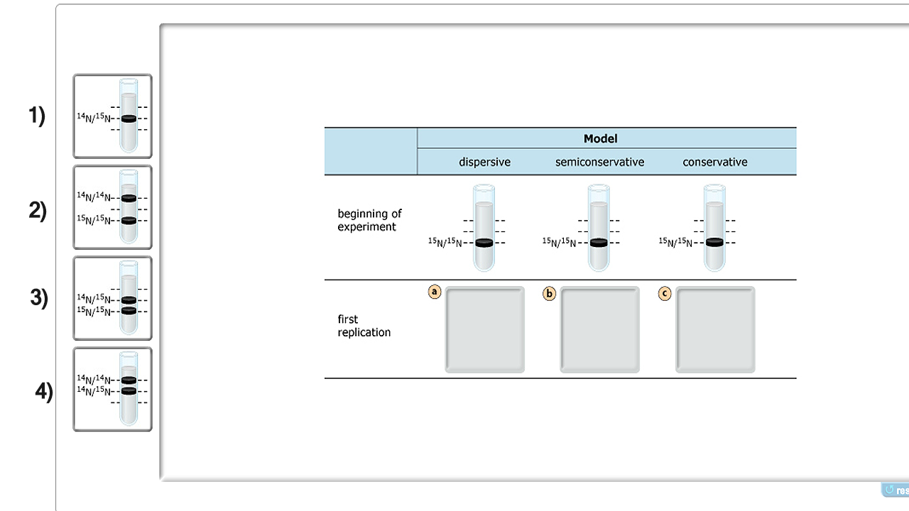 Solved: Meselson And Stahl Designed An Experiment That Wou... | Chegg.com