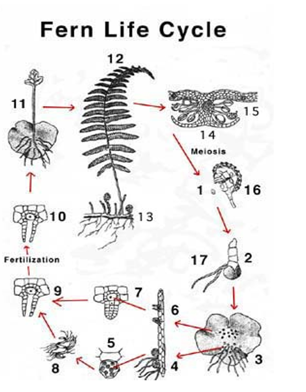 Solved Fern Life Cycle 12 11 1.5 > 14 Melosis 1 3 | Chegg.com