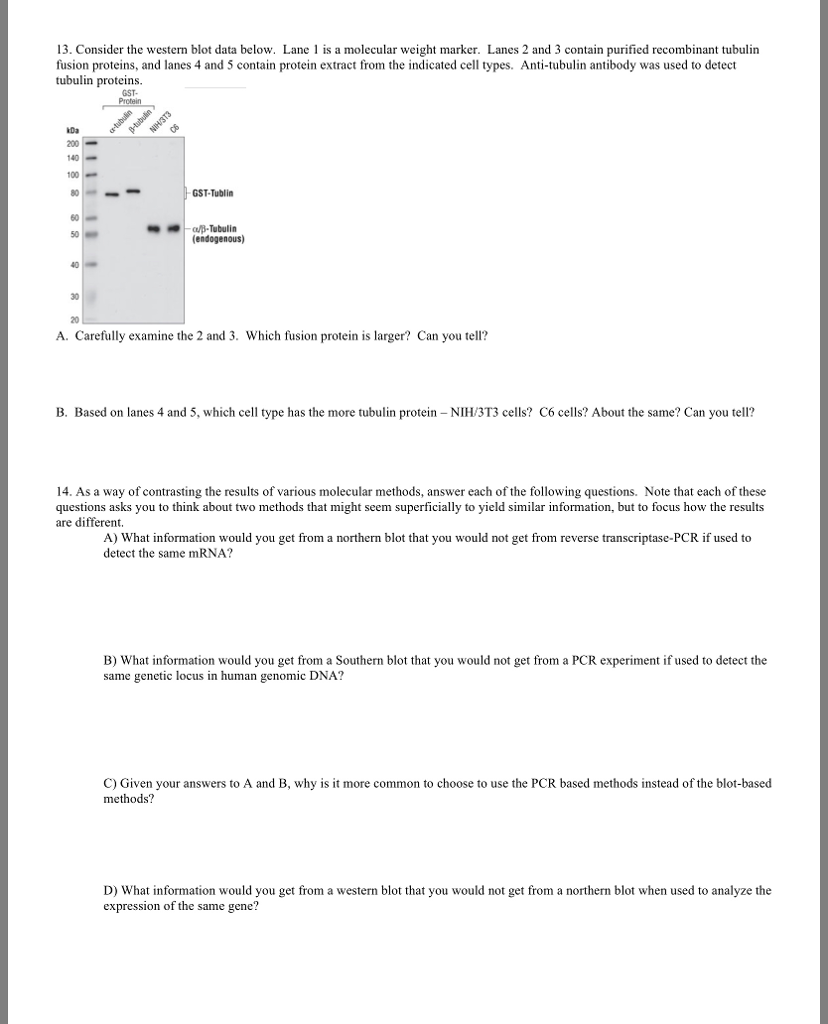 Solved 13. Consider the western blot data below. Lane 1 is a