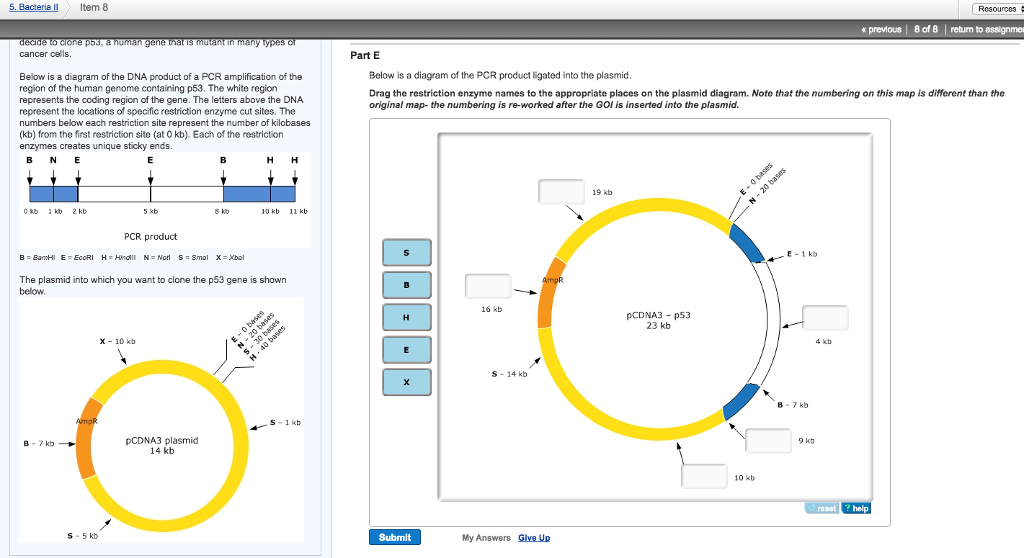 Solved Below is a diagram of the DNA product of a PCR | Chegg.com