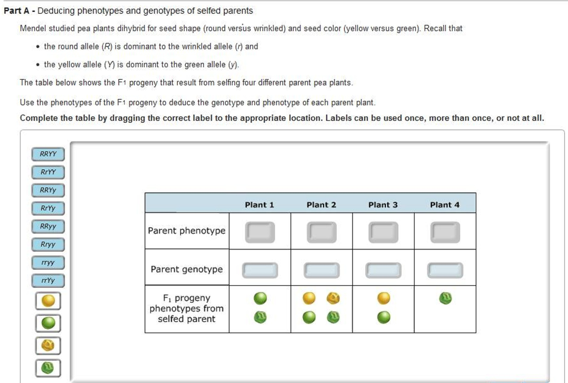 Deducting Phenotypes And Genotypes Of Selfed Parents Chegg Com