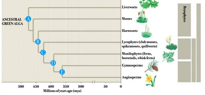 Solved Ancestral A Green Alga 500 450 400 350 300 Millions 