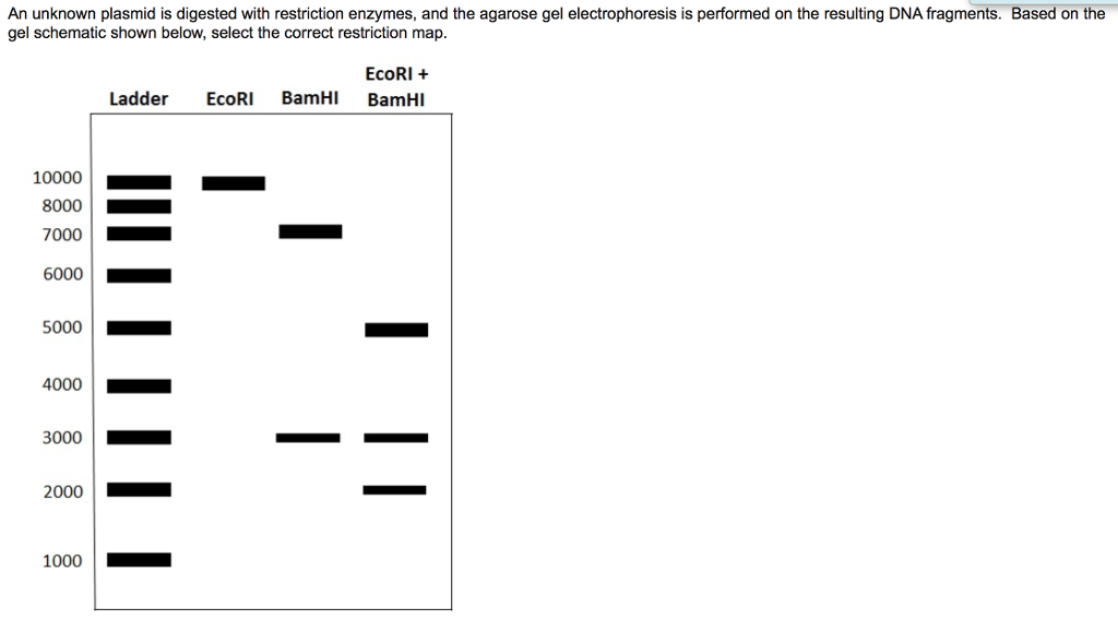 solved-an-unknown-plasmid-is-digested-with-restriction-chegg