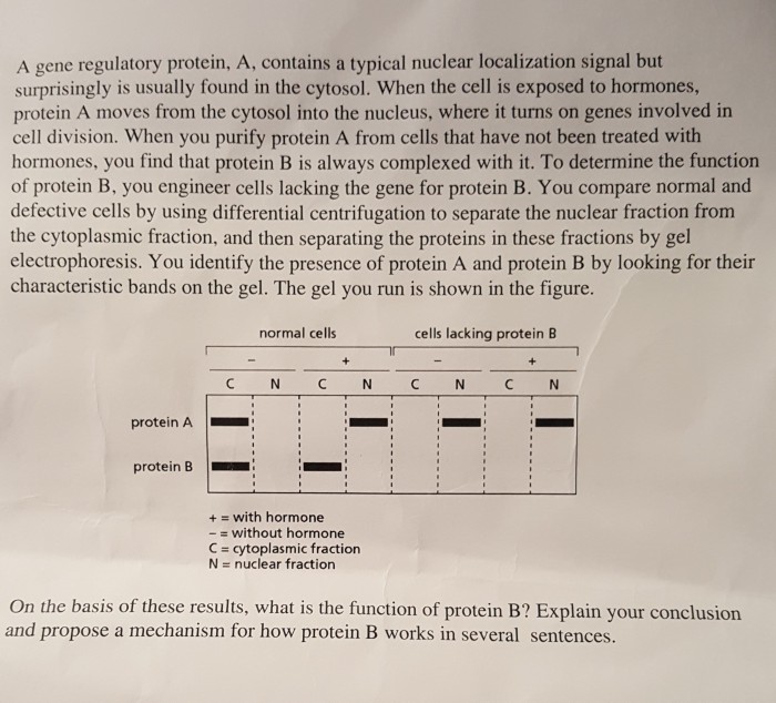 solved-a-gene-regulatory-protein-a-contains-a-typical-chegg