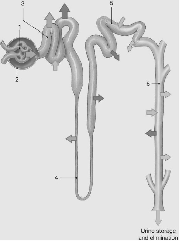 solved-1-where-does-obligatory-water-reabsorption-occur-chegg