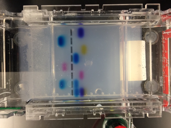 Solved Data Sheet for Agarose Gel Electrophoresis: Sample d | Chegg.com