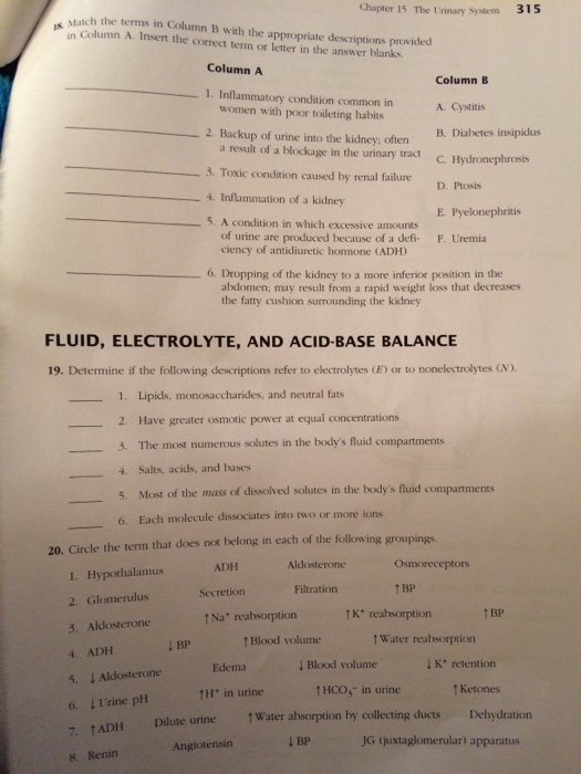 chapter-15-urinary-system-answer-key-marrsrisha