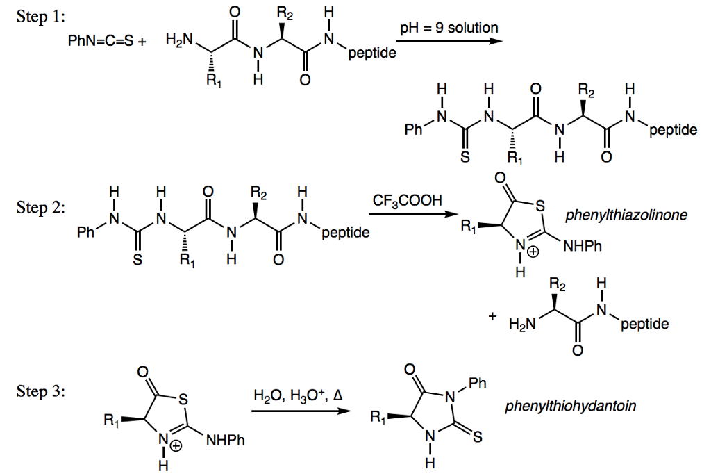 What Is The N Terminal Amino Acid