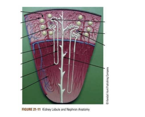 Renal Lobule