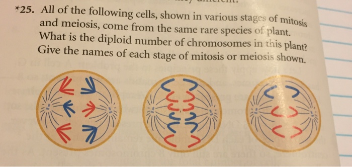 Solved All of the following cells, shown in various stage of | Chegg.com