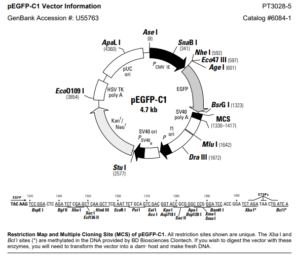 Solved PEGFP-C1 Vector Information PT3028-5 GenBank | Chegg.com