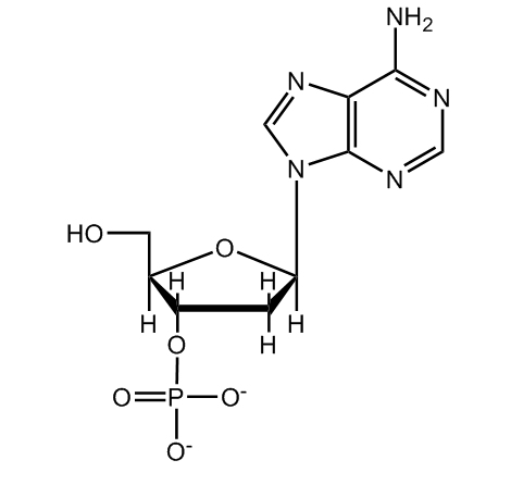 Solved Which of the following is the correct structure | Chegg.com