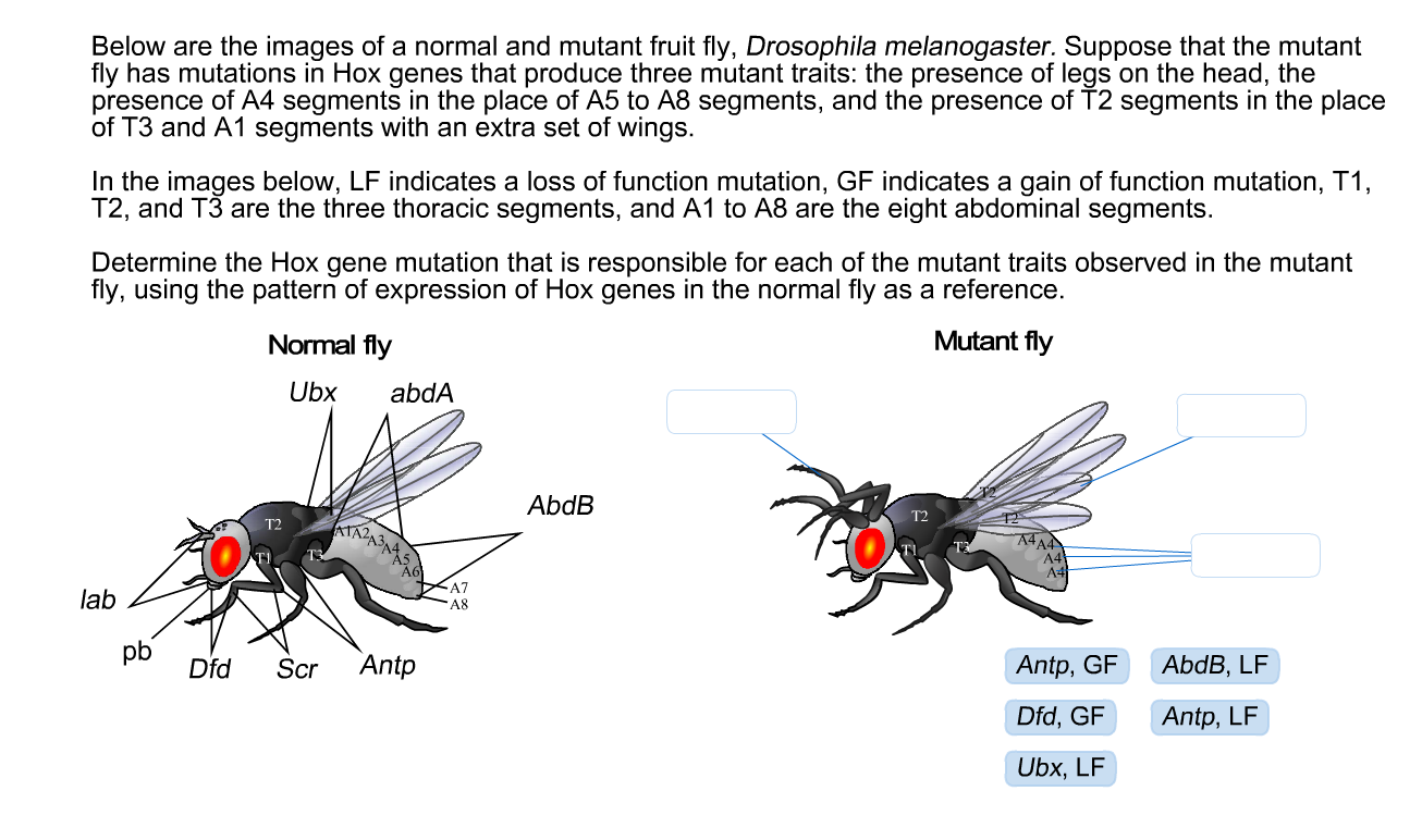 Solved Below are the images of a normal and mutant fruit