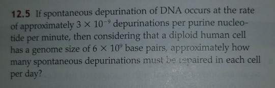 Solved s depurination of DNA occurs at the rate 12.5 If | Chegg.com