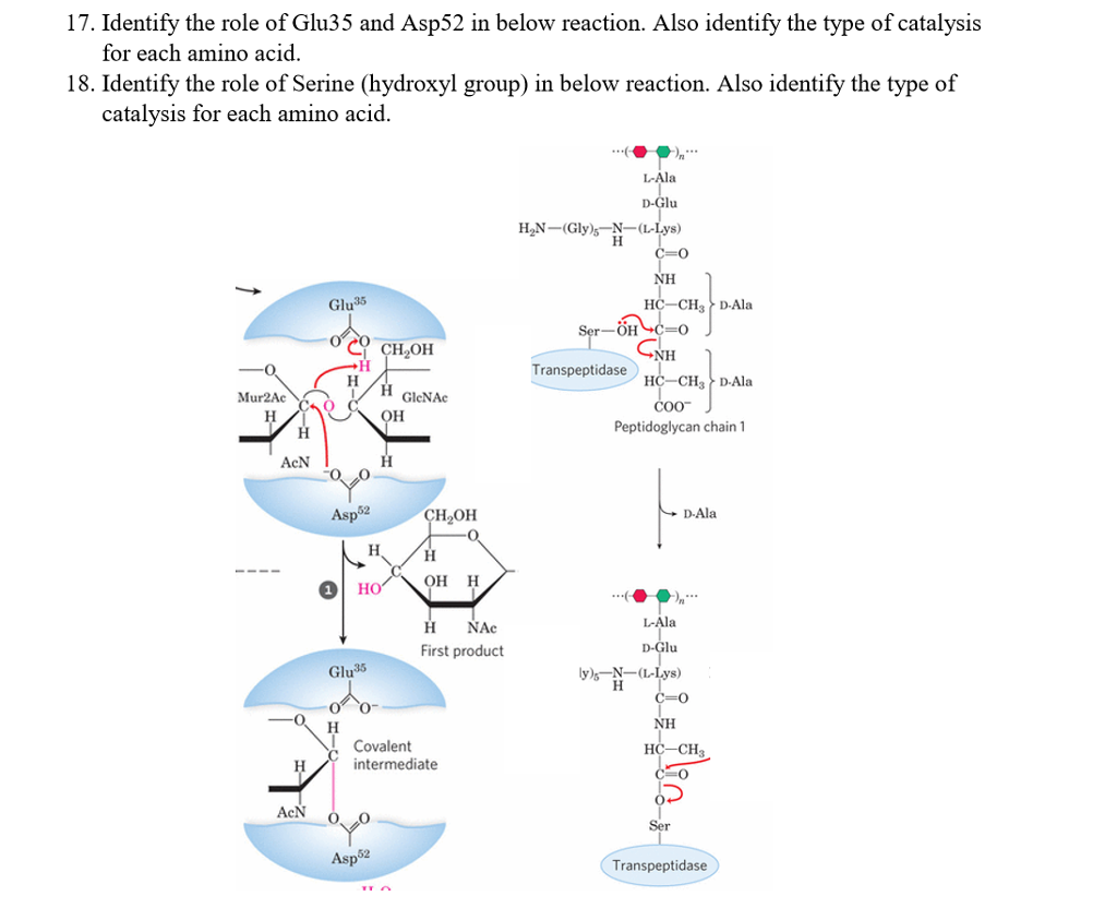 Solved 17. Identify the role of Glu35 and Asp52 in below | Chegg.com