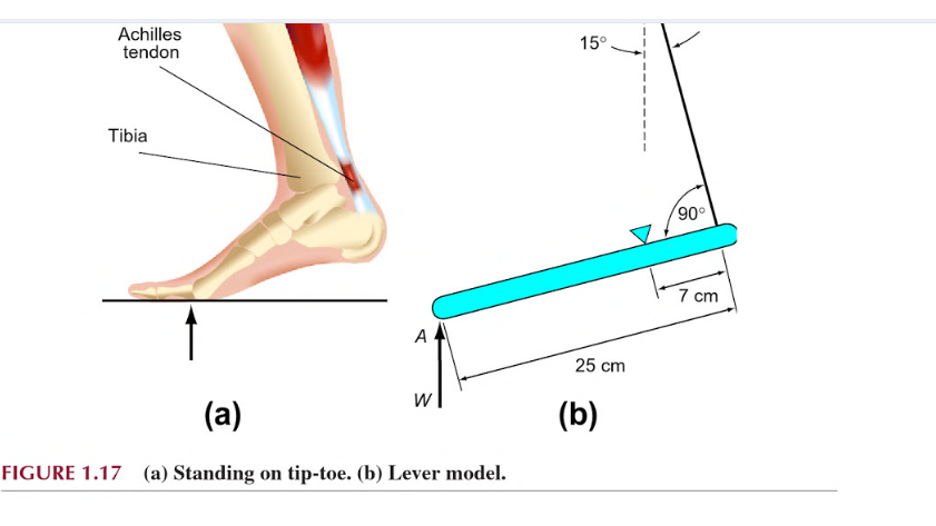 solved-the-position-of-the-foot-when-standing-on-tiptoe-is-chegg