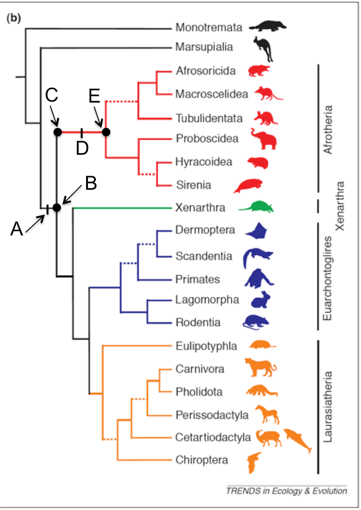 Solved Which of the following phylogenies below shows a | Chegg.com