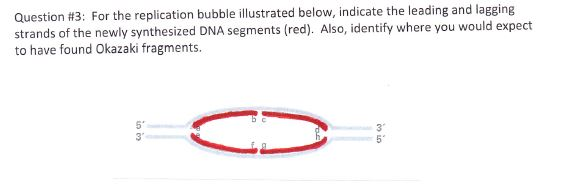 okazaki fragment quizlet
