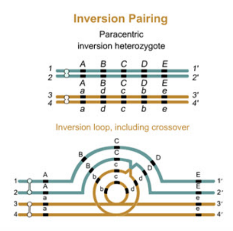 Solved The figure (Figure 1) shows original chromosomes at | Chegg.com