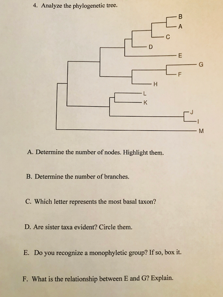 what do the branches and nodes in a phylogenetic tree show