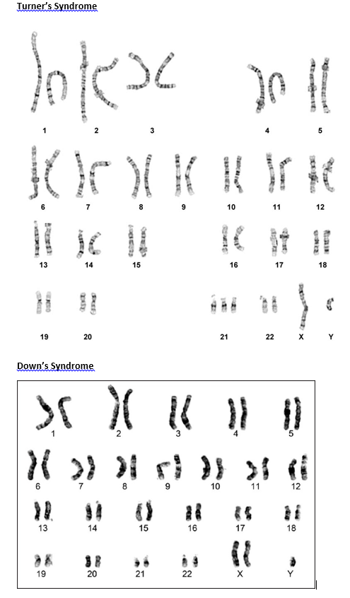 Solved Summary Questions: 1. What is the diploid number | Chegg.com