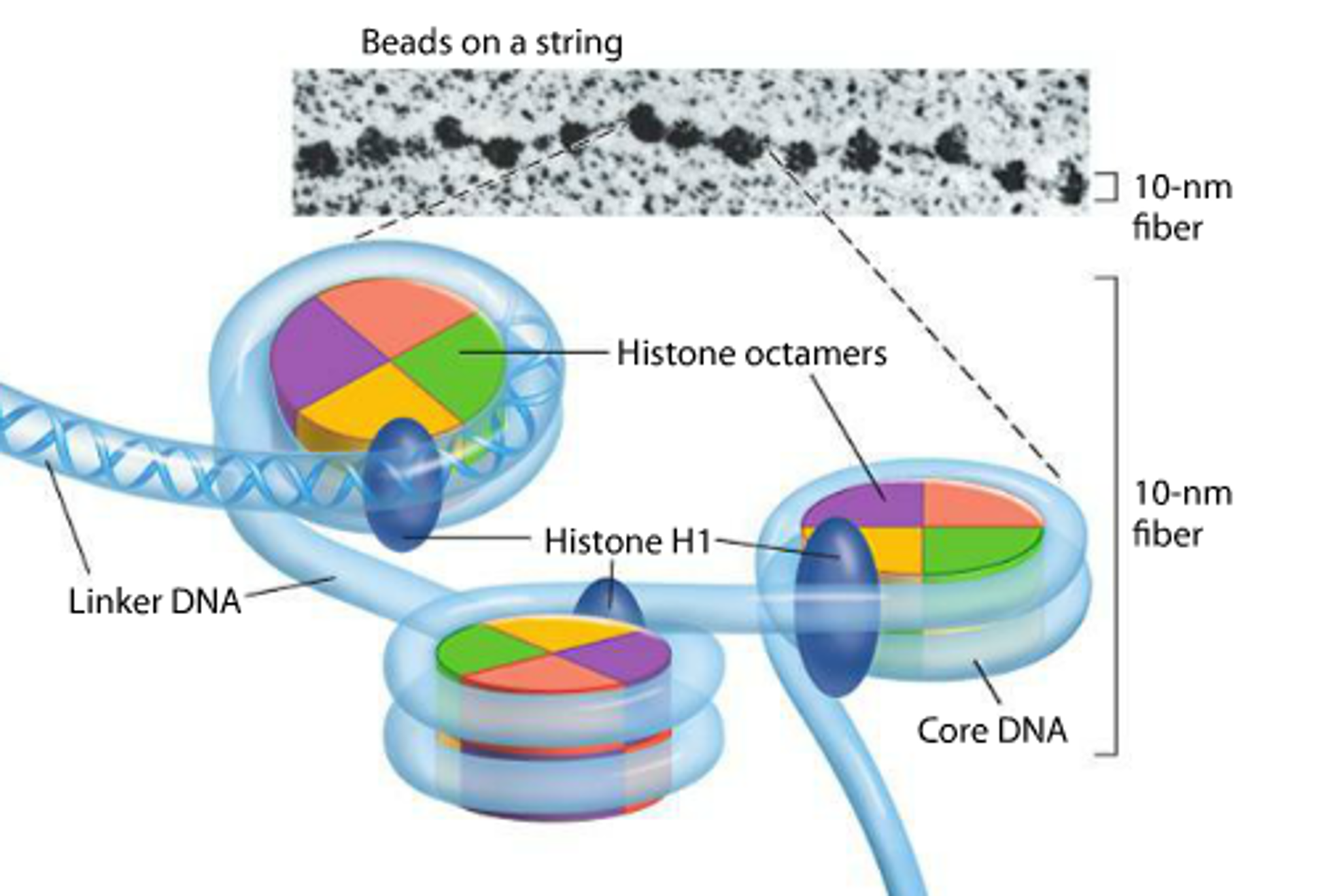 Nucleosome Beads On A String