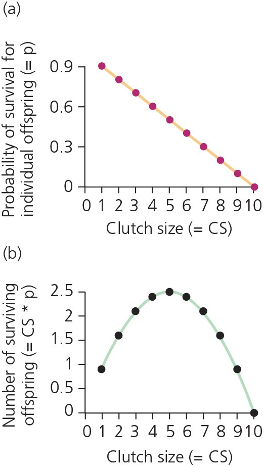 Solved The figure represents Lack's hypothesis