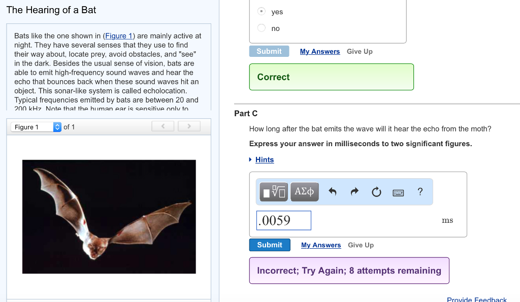 The Hearing of a Bat no Bats like the one shown in