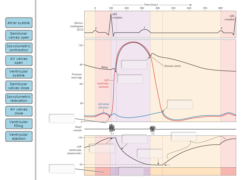 Wiggers Diagram Heart 6080