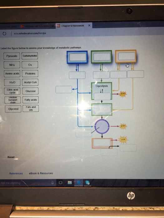 Solved Alternative Metabolic Pathways Label The Figure Below | Chegg.com