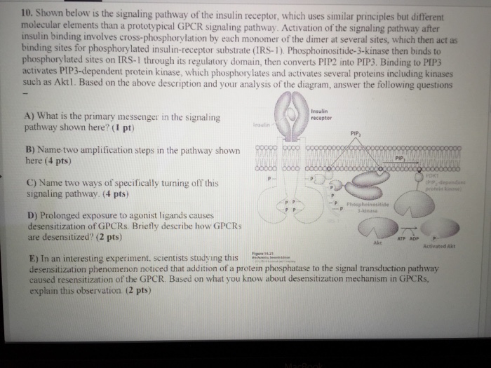Solved 10. Shown below is the signaling pathway of the | Chegg.com