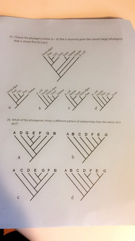 Solved Choose The Phylogeny Below A D That Is Incorrect Chegg Solved Choose The Phylogeny Below A D That Is Incorrect Chegg