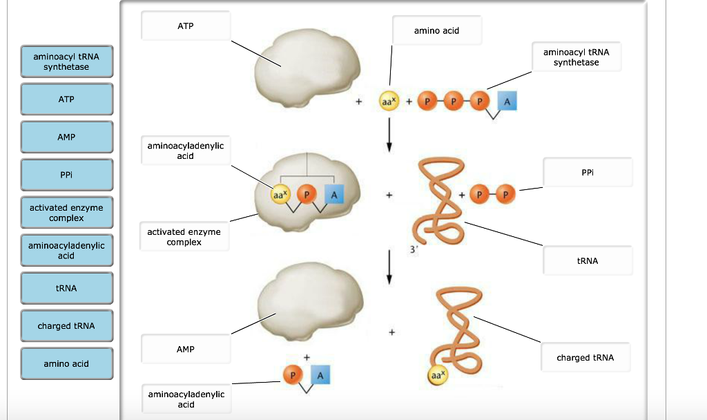 Solved aminoacyl tRNA. synthetase ATP AMP PPi activated