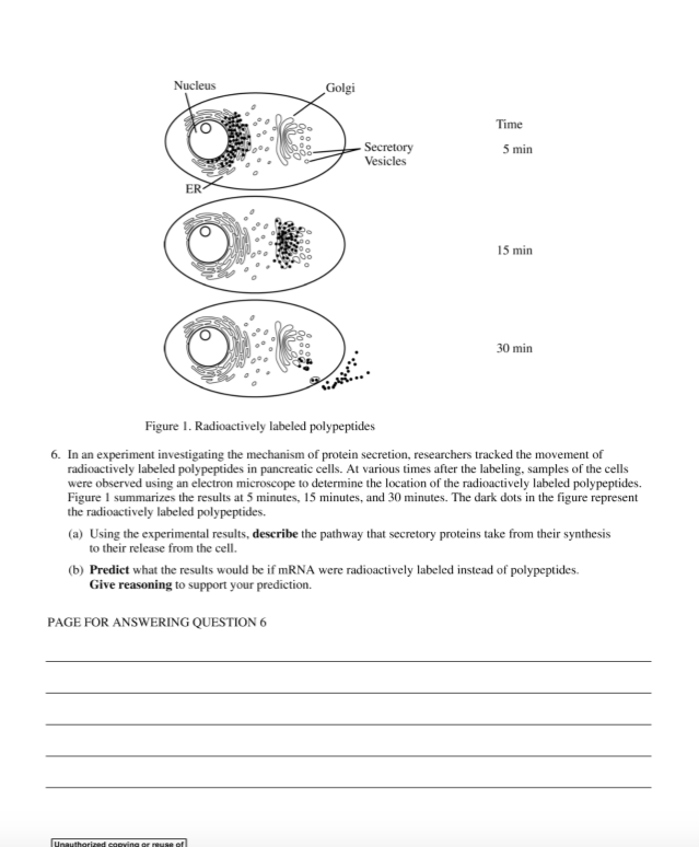 Solved Nucleus Golgi Time Secretory Vesicles 5 min ER 15 min | Chegg.com