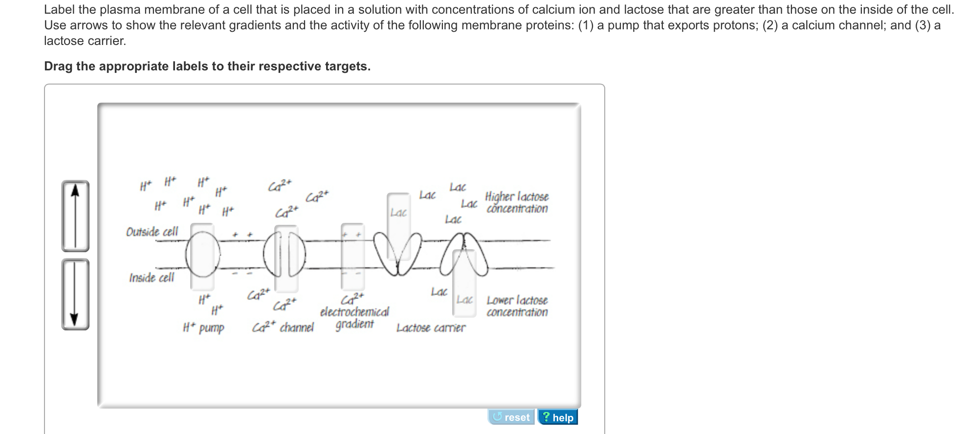 Solved Label the plasma membrane of a cell that is placed in | Chegg.com