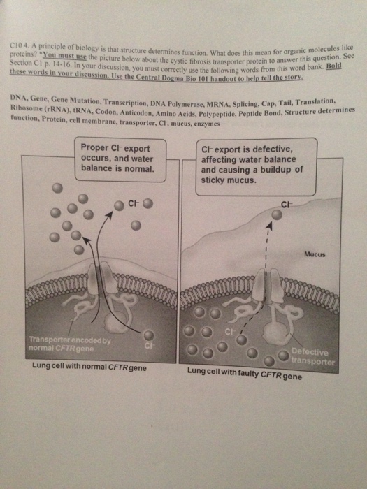 Solved C10 4. A principle of biology is that structure | Chegg.com
