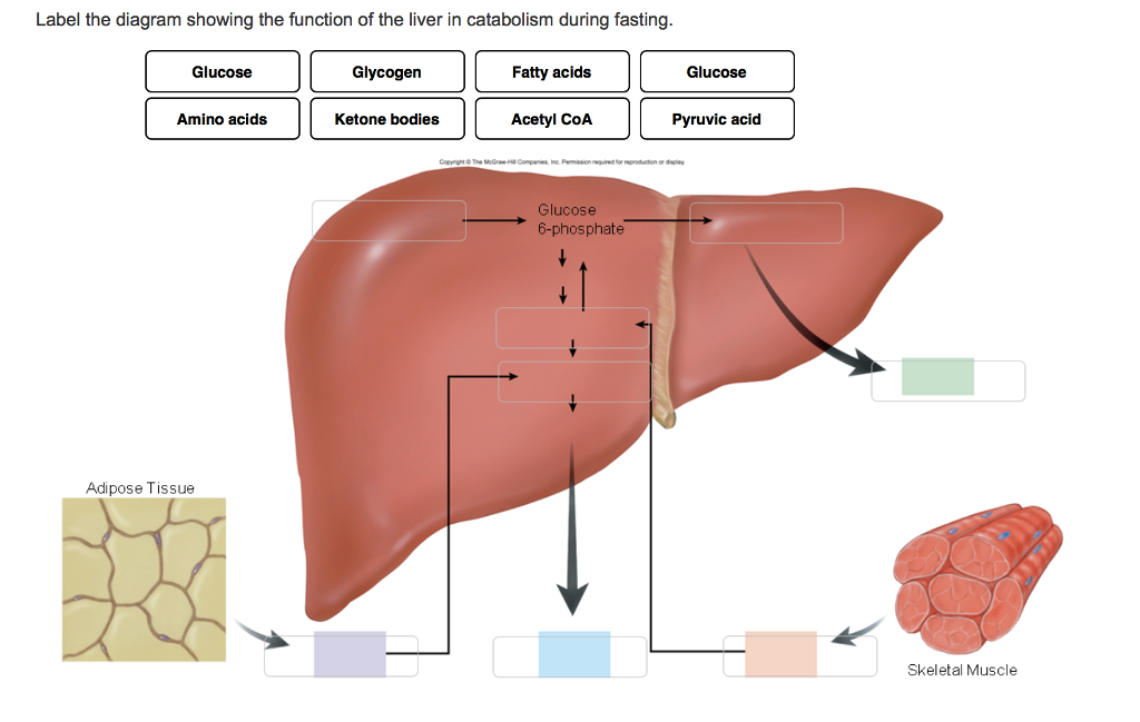 solved-label-the-diagram-showing-the-function-of-the-liver-chegg