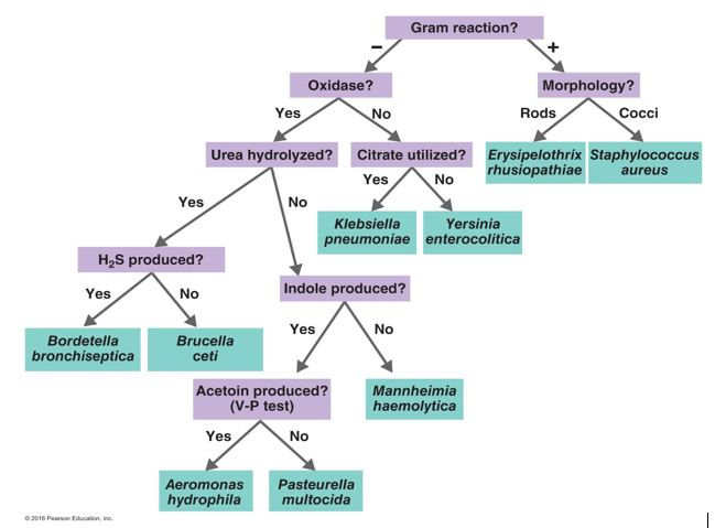 Solved Assume you isolated a gram-negative rod that | Chegg.com