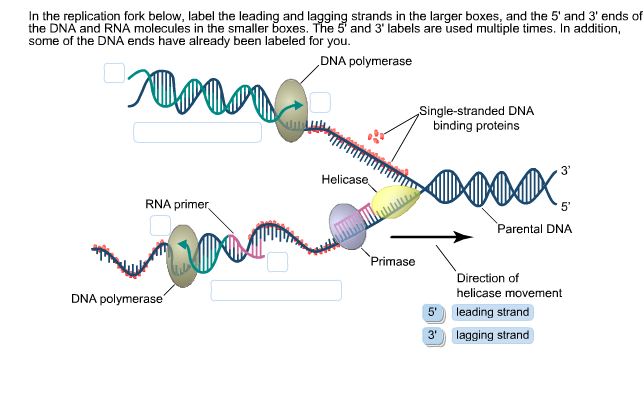 Solved In The Replication Fork Below Label The Leading And Chegg